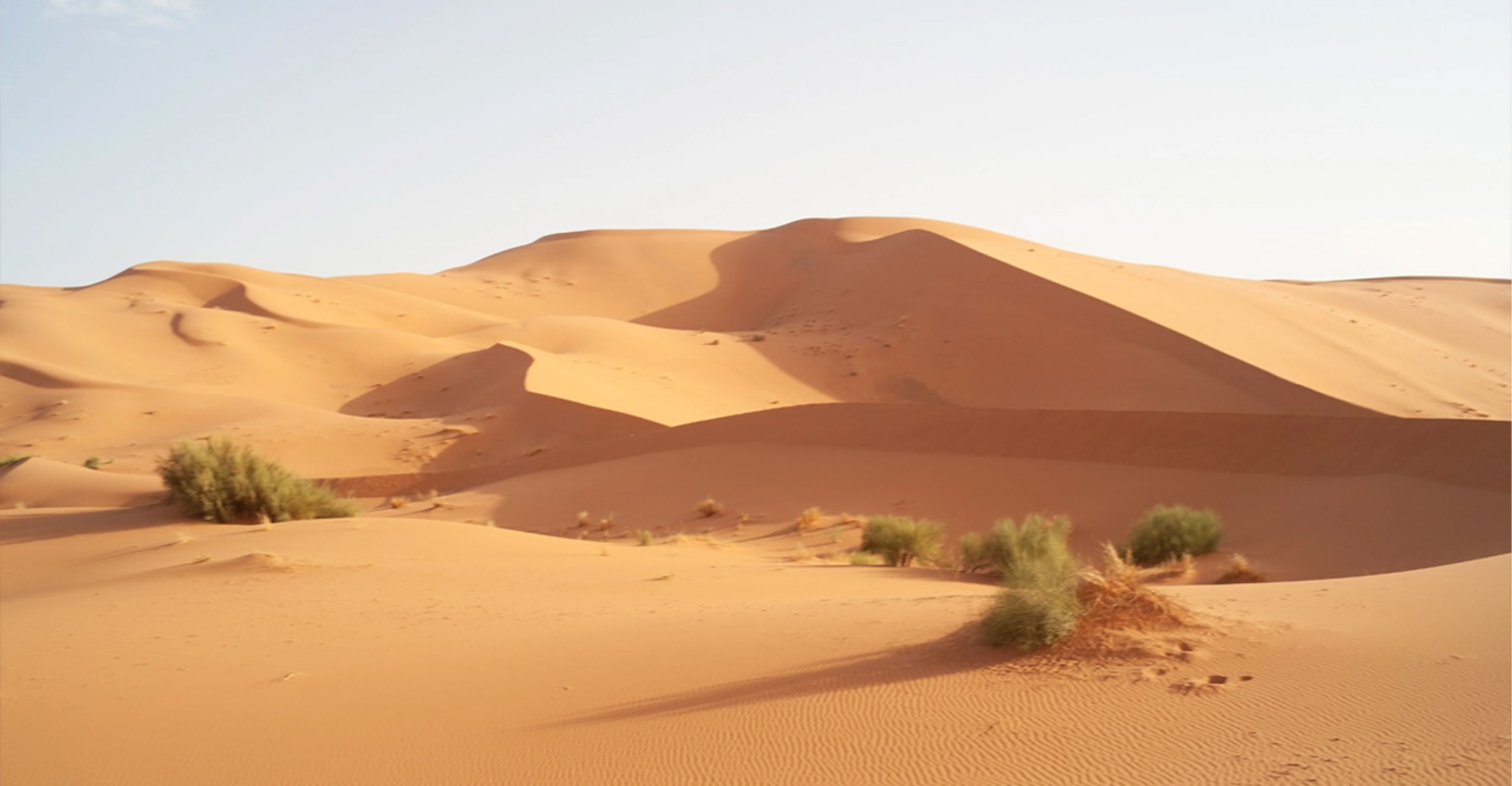 Sahara Calling
