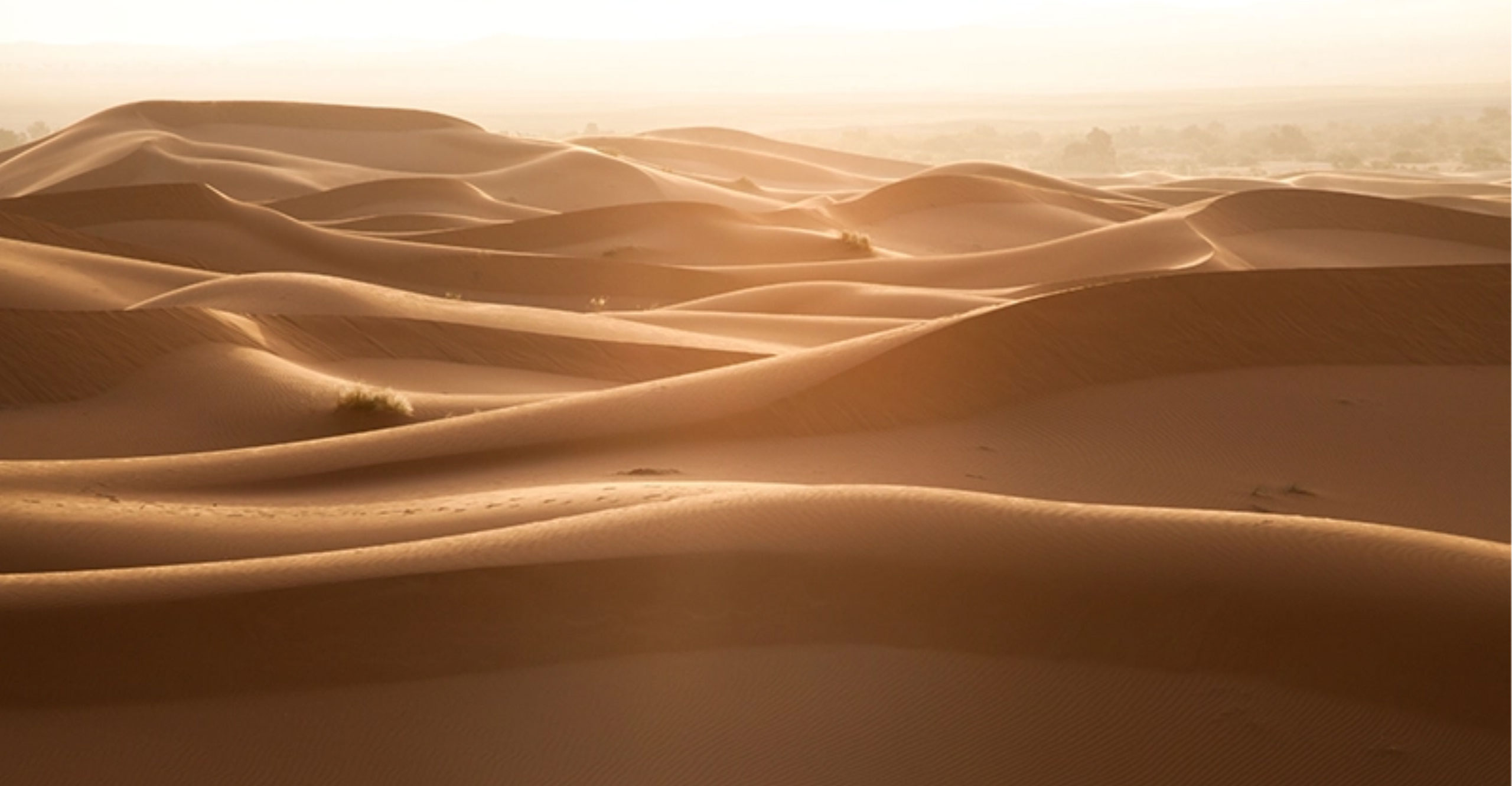 Sahara Calling