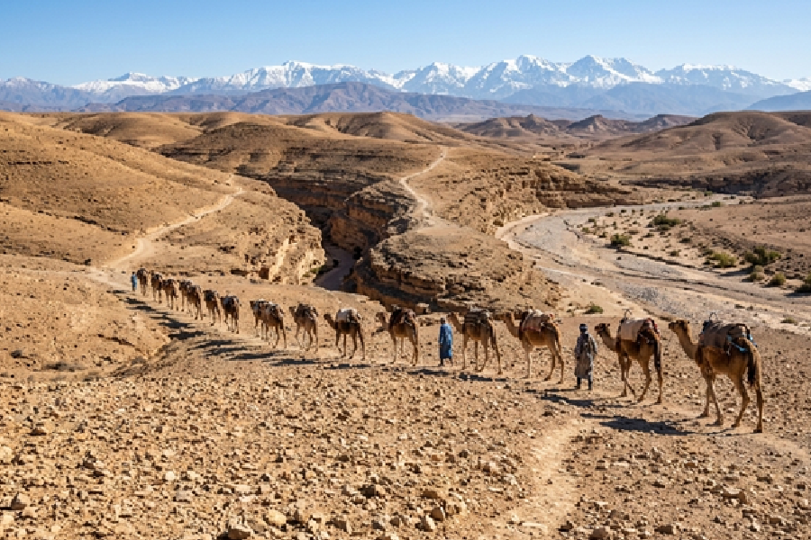 Explore the terrain on an agafay camel ride