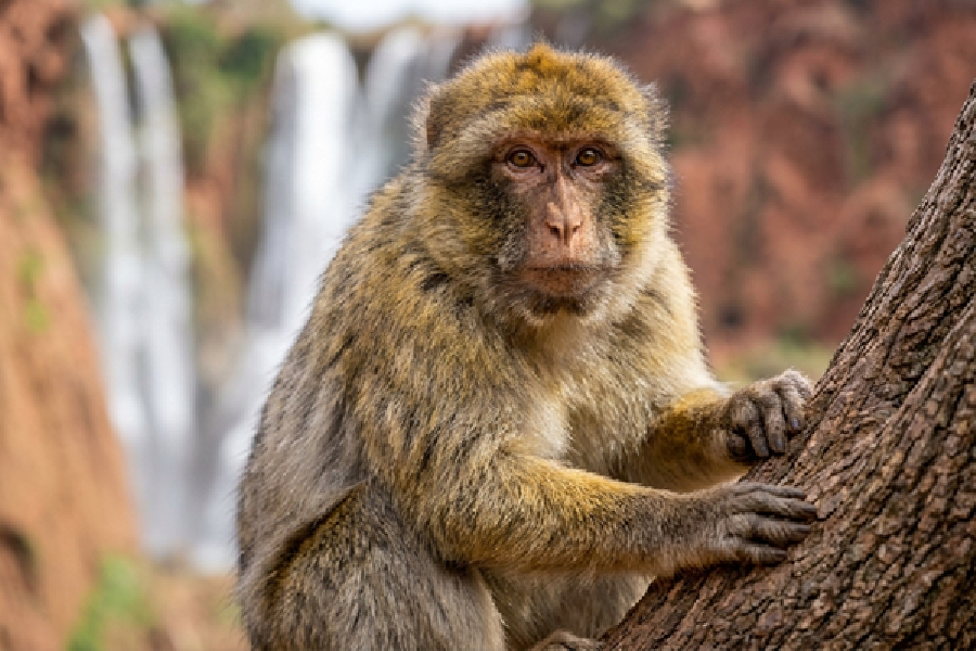 Wildlife at the ouzoud waterfalls